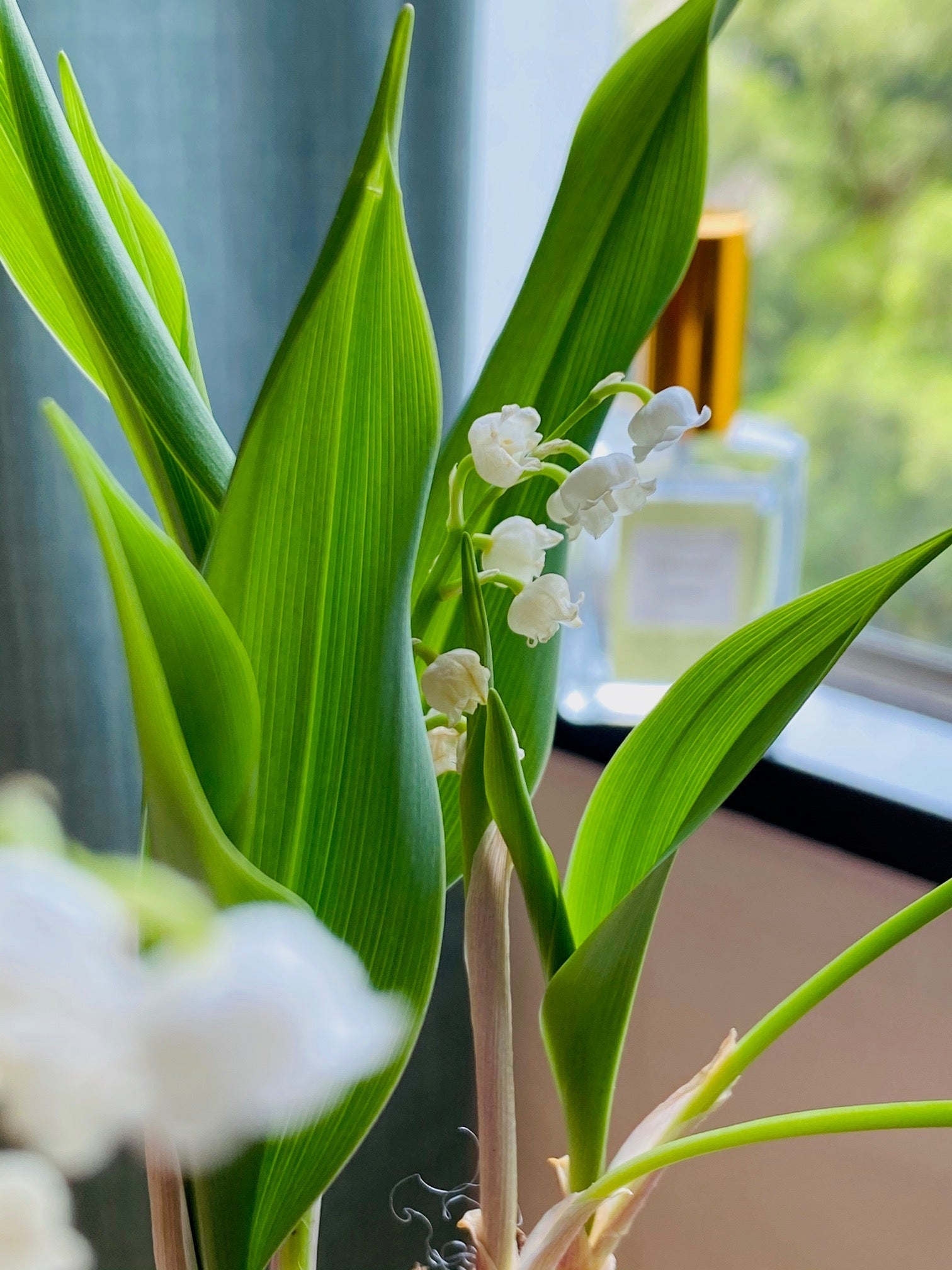 Straight out of an Andersen fairy tale — No. 82 Ethereal Lilies