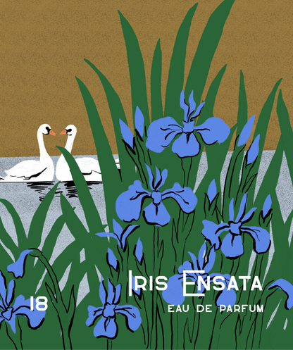 No. 18 Iris Ensata